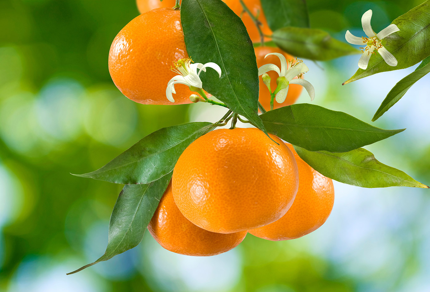 Oranges on a tree