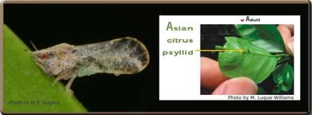 Asian citrus psyllid