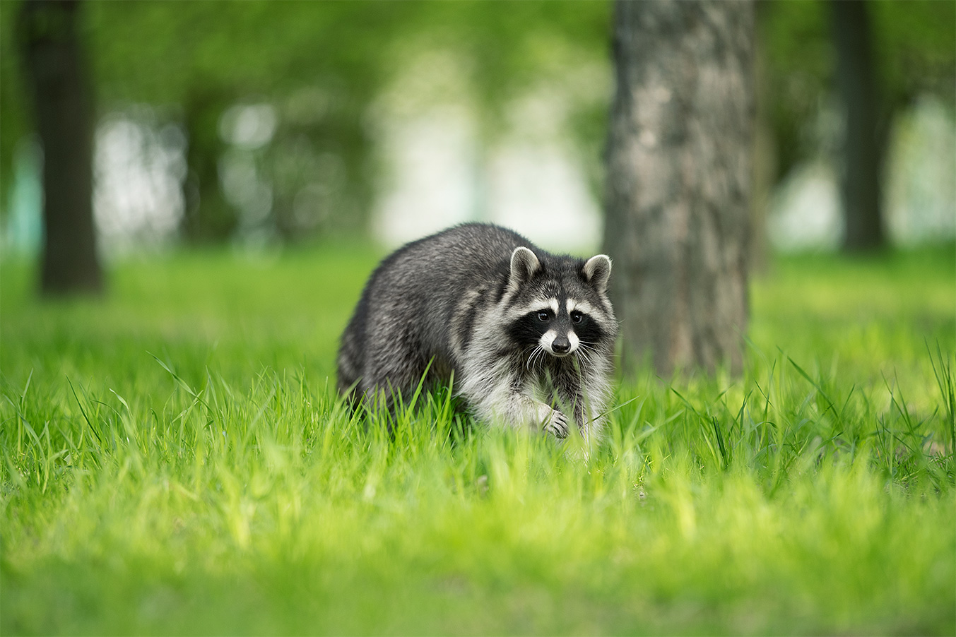 Raccoon running across a field of grass