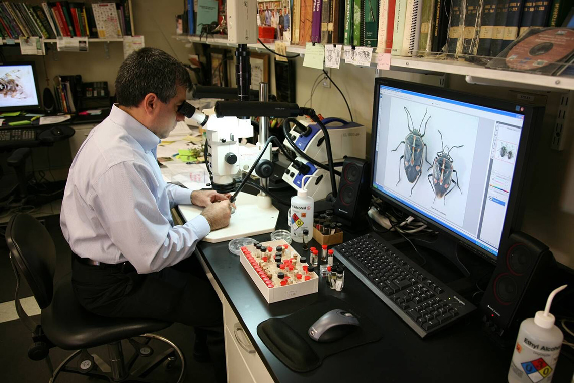 Lab worker examining an insect
