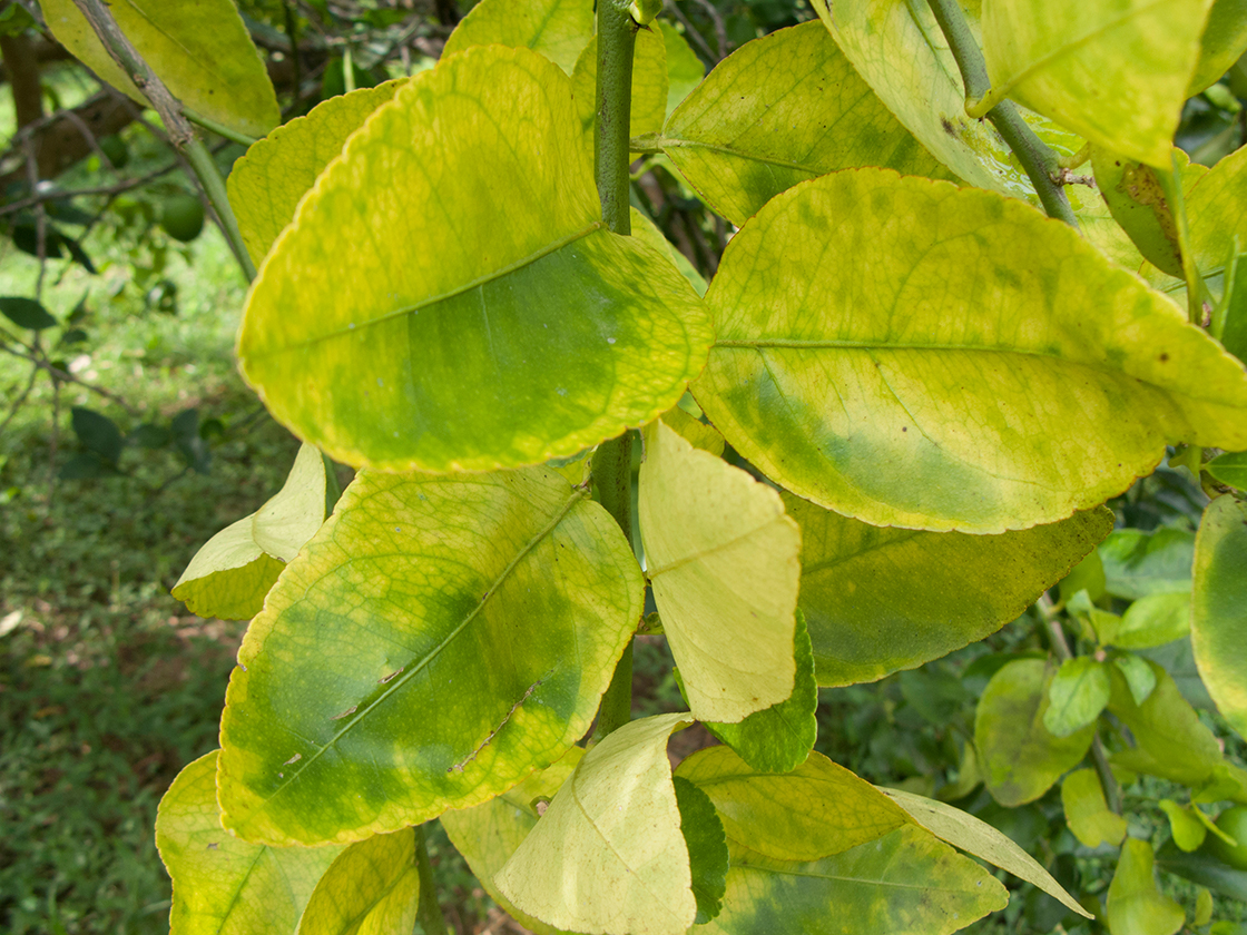 Leaves affect by asian citrus psyllids