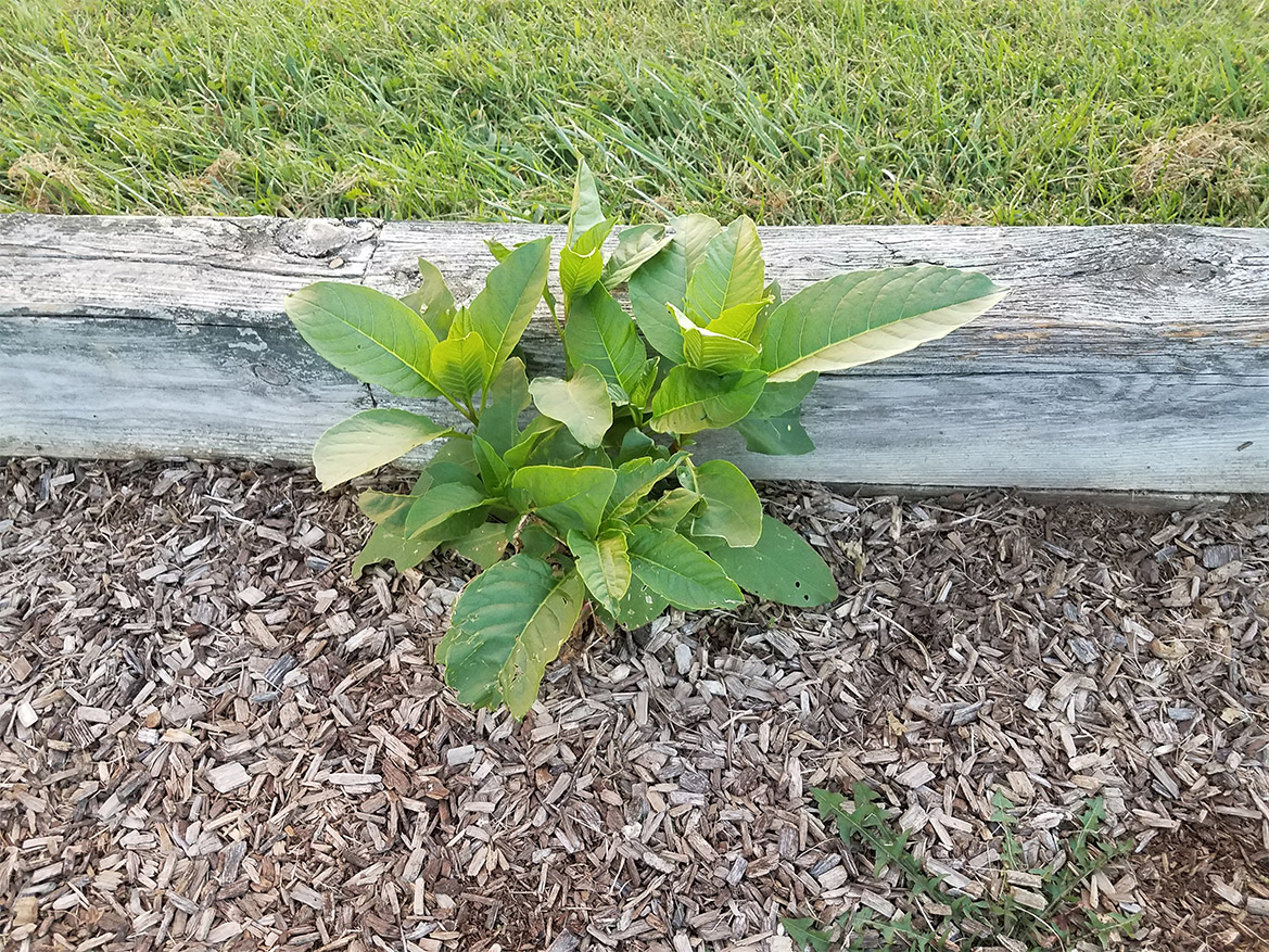 A weed in a flowerbed