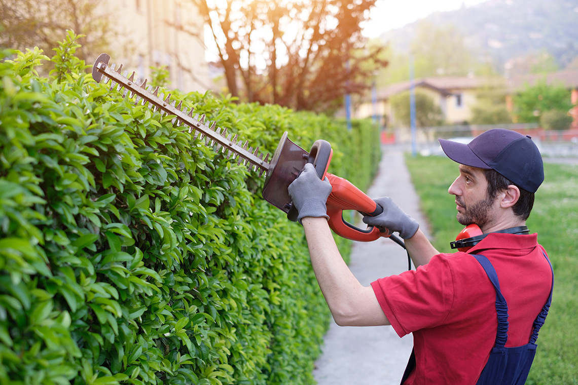 Man using a hedge trimmer