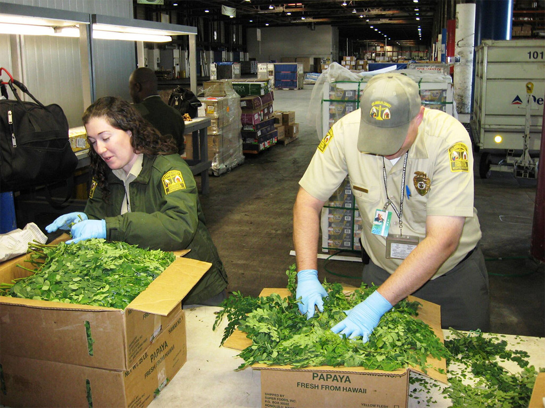 Man and woman inspecting leafy greens