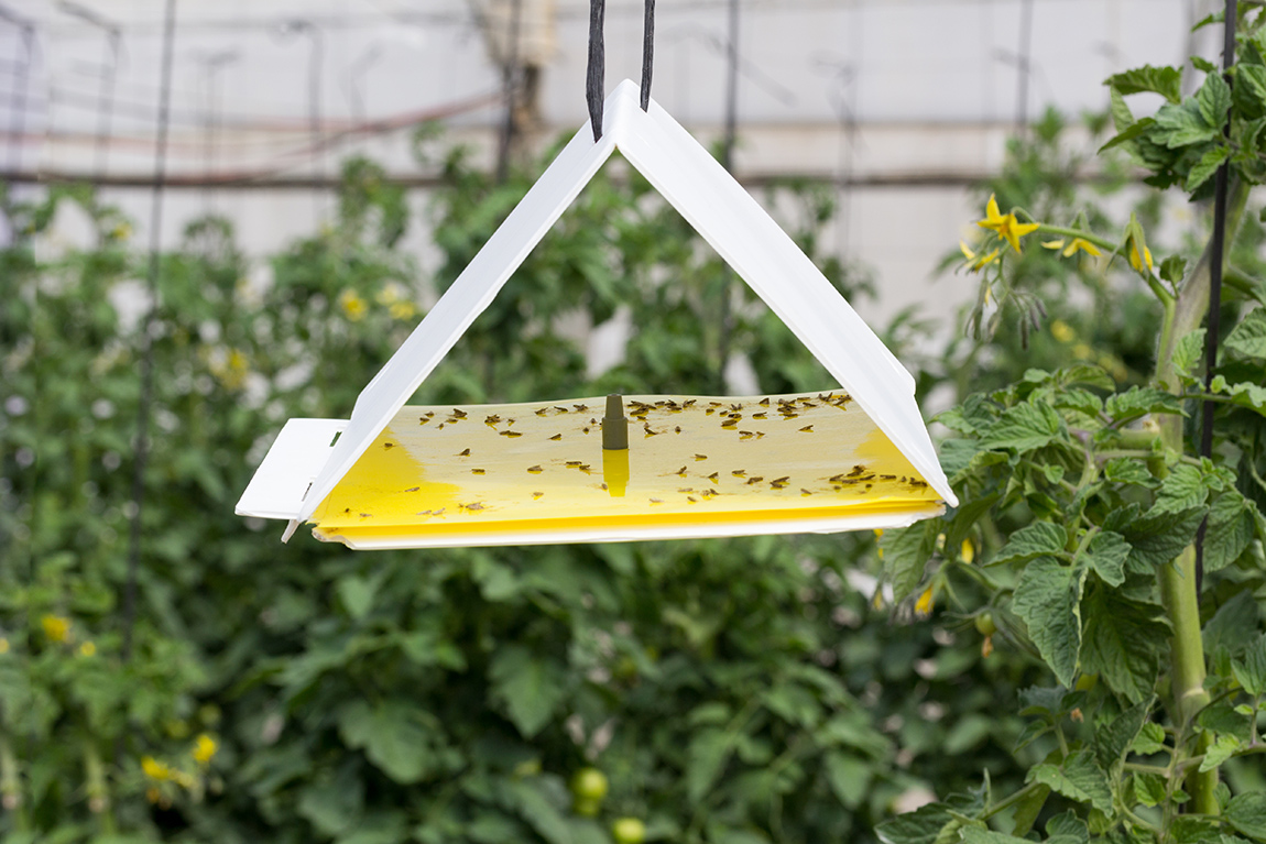 fruit fly trap on tree