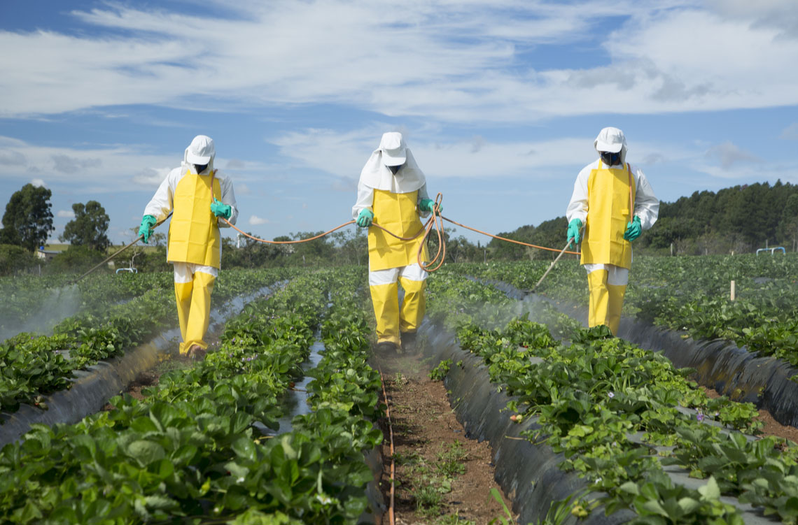 Farmers spraying a strawberry field