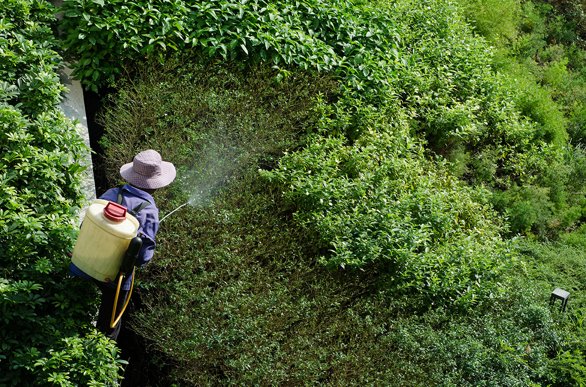 Man spraying foliage