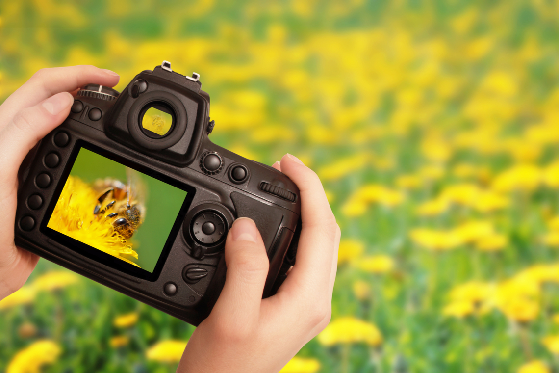 Hand of someone taking pictures of bees in a yellow field