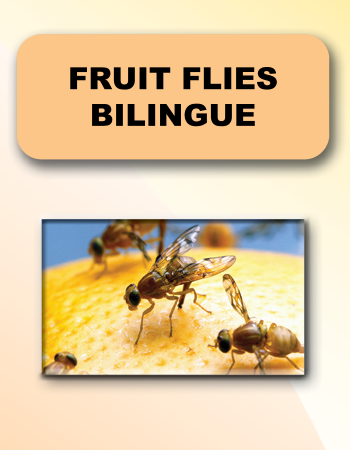 Fruit Flies Bilingue
