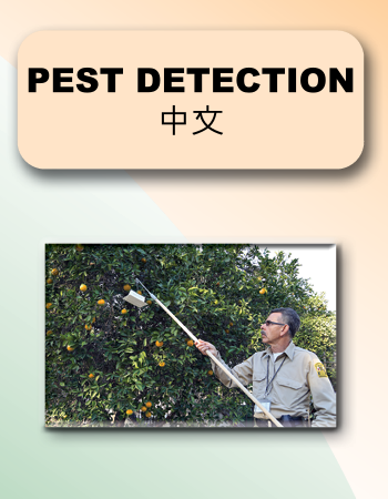 Pest Detection 中文