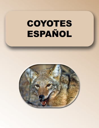 Coyotes Español