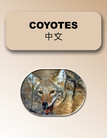 Coyotes 中文