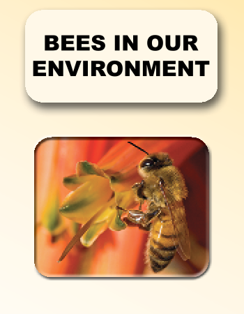Bees in Our Environment