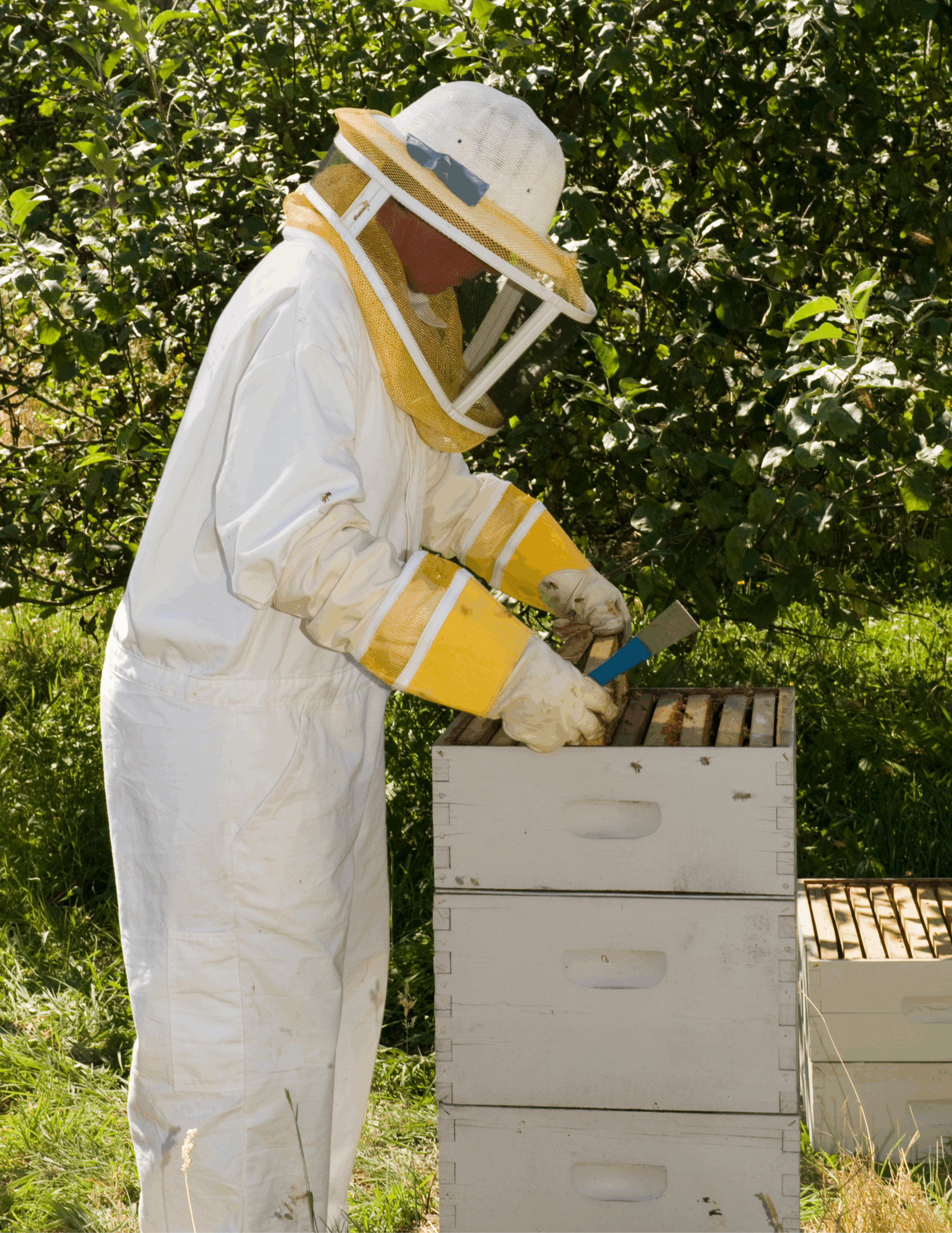 Beekeeper opening a bee hive box