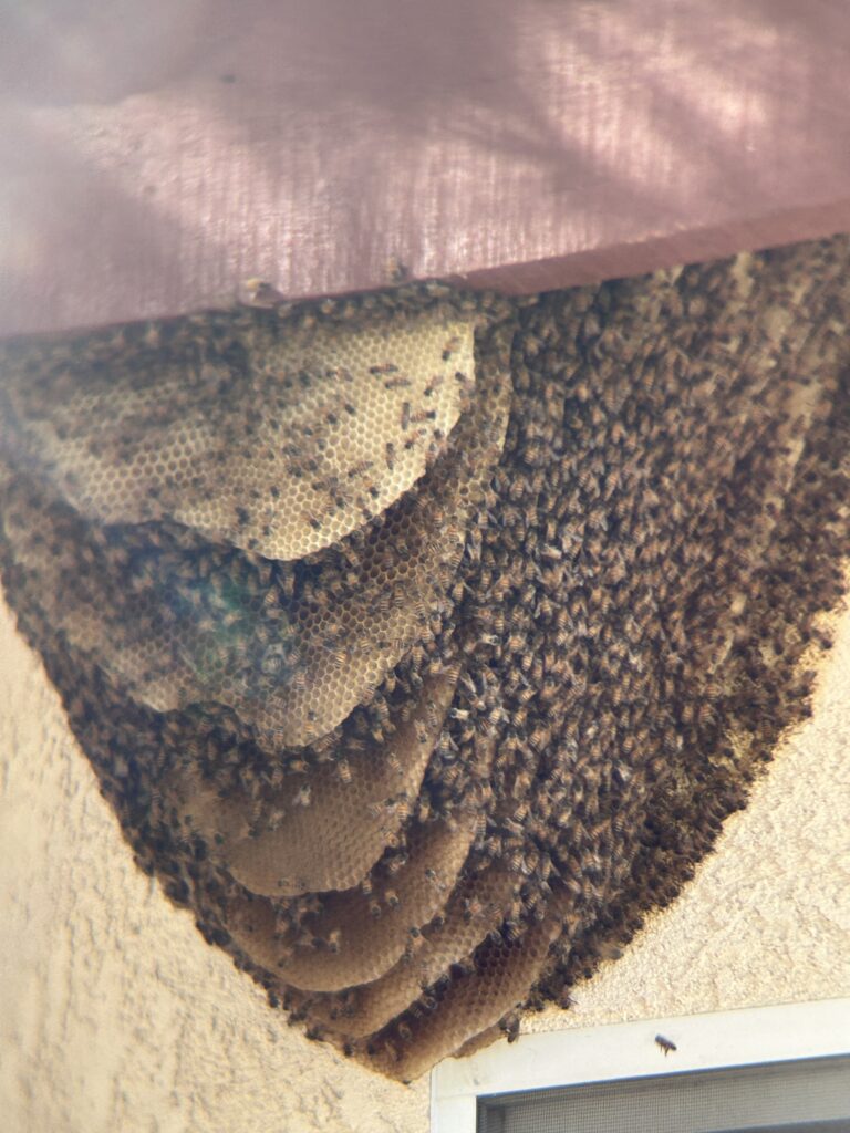 Feral bees attached to house