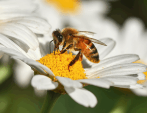 Bee foraging on a flower