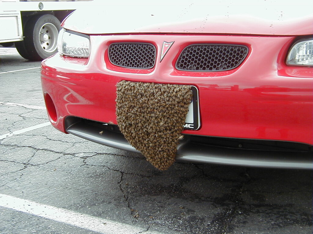 Swarm of bees on a car license plate