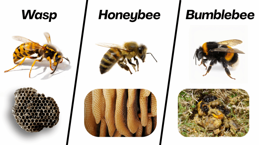 Comparison between a wasp, honeybee, and bumblebee