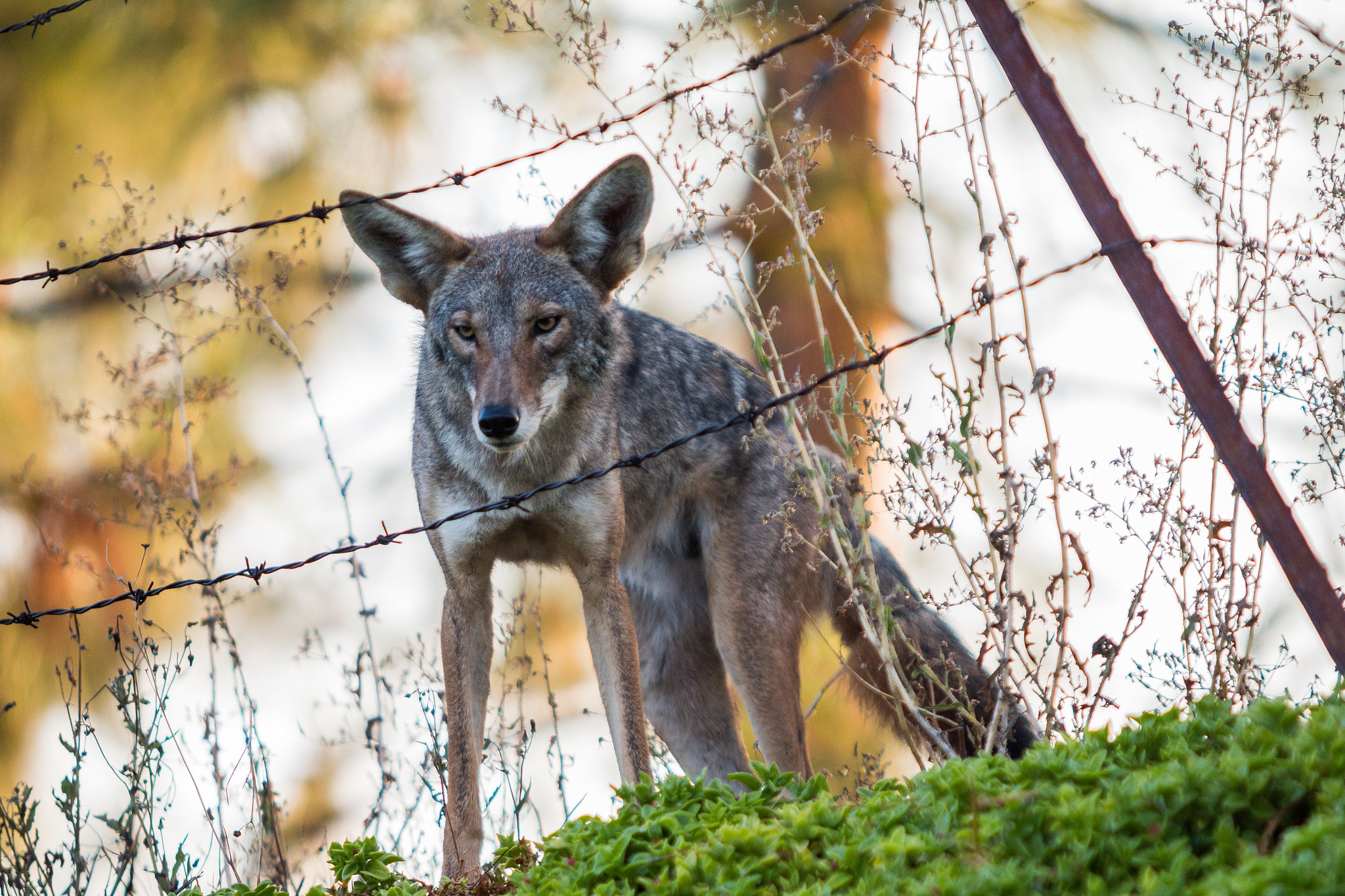 Coyote behind a wire fence