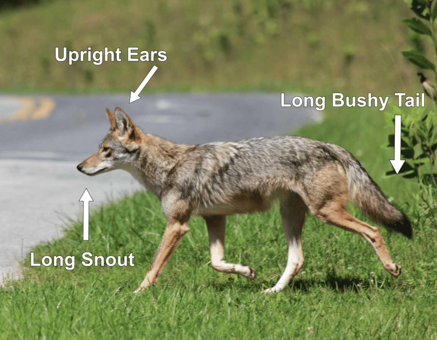 Photo describing physical attributes of a coyote. Long bushy tail, upright ears, and a long snout